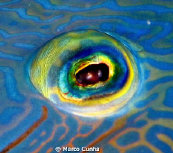 Nopelon´s eye by Marco Cunha 